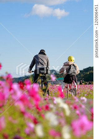 Cosmos field in Takasu, Kochi 120906451