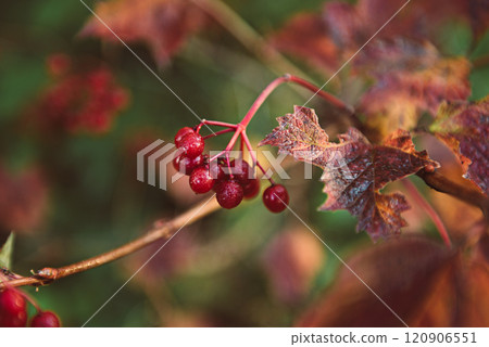 Red berries of viburnum in the wild Red berries of viburnum in the wild 120906551