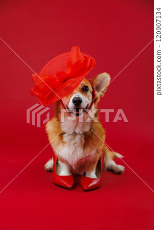 Stylish corgi wearing a red hat and heels, posing elegantly against a vibrant red background 120907134