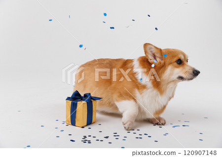 Corgi dog celebrating with a gift and blue confetti, festive fun and joy Corgi dog celebrating with a gift and blue confetti, festive fun and joy 120907148