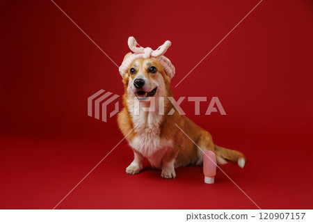 Adorable corgi with pink bunny ears headband and travel bottle, perfect for pet-themed stock imagery 120907157