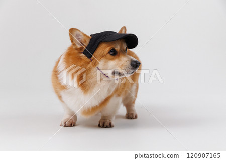 Corgi dog wearing a black cap with a playful expression on a white background 120907165