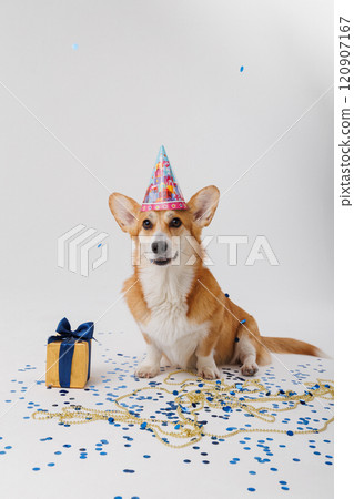 Corgi dog sitting with a gift box and confetti, perfect for celebrations and holidays 120907167