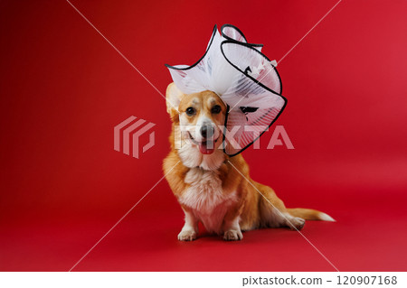 Stylish corgi dog in a dramatic white hat on red background, blending elegance and playful charm 120907168