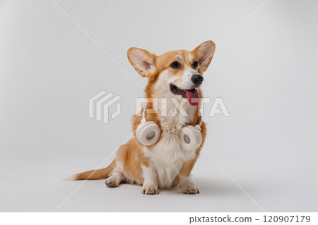 Stylish corgi dog with headphones, the perfect mix of music, cuteness, and modern pet vibes 120907179