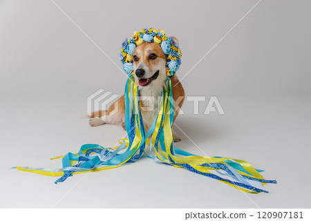 Corgi dog in traditional Ukrainian floral wreath with colorful ribbons, happy pet 120907181