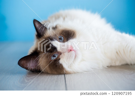 portrait of a beautiful young healthy Ragdoll cat 120907195