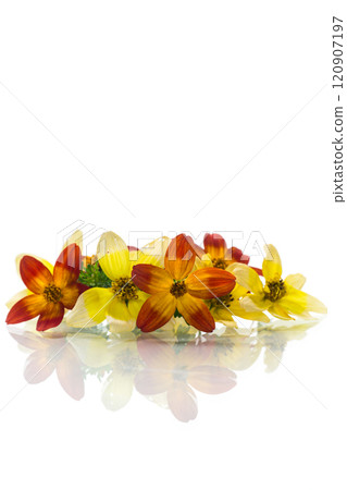 small bouquet of small multicolored flowers isolated on white background small bouquet of small multicolored flowers isolated on white background 120907197