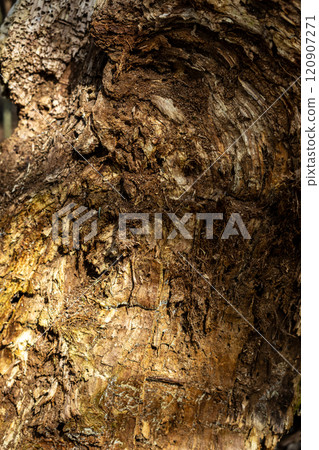 Close-up of a tree bark with rich textures and layers, showcasing natural decay and organic patterns. Sunlight highlights the intricate details of the weathered wood surface. Close-up of a tree bark with rich textures and layers, showcasing natural decay and organic patterns. Sunlight highlights the intricate details of the weathered wood surface. 120907271