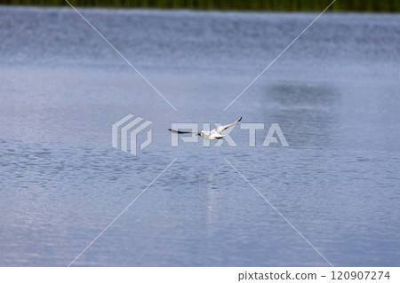 A white bird gracefully flies low over calm blue water, its wings outstretched. The serene lake reflects the sky, surrounded by hints of green vegetation in the distance. 120907274