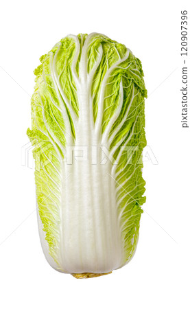 Fresh napa cabbage isolated on a white background.  120907396