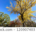 Colorful autumn leaves against the blue sky 120907403