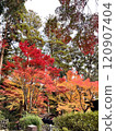 Colorful bright red autumn leaves 120907404