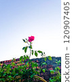 A beautiful red rose 120907405