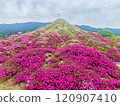 Beautiful moss phlox in Fukuoka 120907410