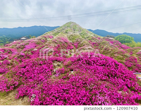 Beautiful moss phlox in Fukuoka 120907410