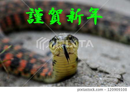 New Year's card snake image New Year's card snake image 120909108