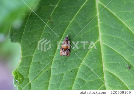 Chestnut-colored Tortricidae Chestnut-colored Tortricidae 120909109