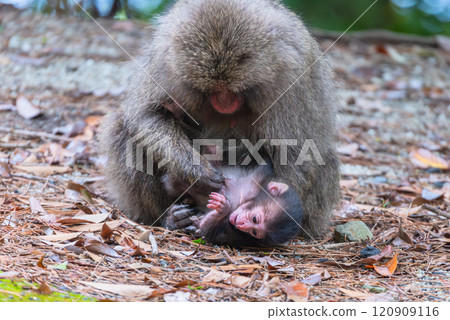 屋久島世界遺產（春季） - 獼猴親子梳理毛髮 120909116