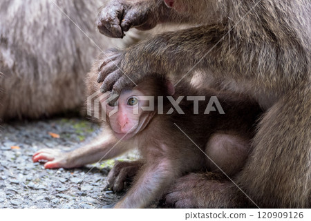 Cute baby Yakuza monkeys on Yakushima Island, a World Heritage Site (Spring) Cute baby Yakuza monkeys on Yakushima Island, a World Heritage Site (Spring) 120909126