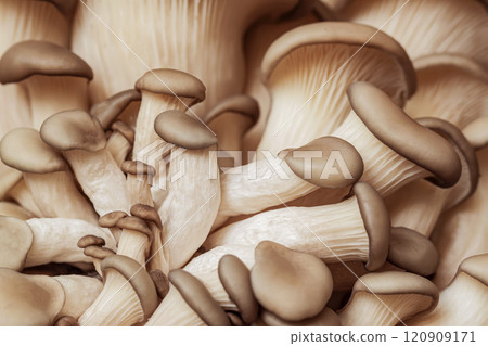 Pile of oyster mushrooms, soft curved shapes, creamy colors 120909171
