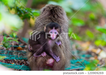 Cute baby Yakuza monkeys on Yakushima Island, a World Heritage Site (Spring) 120909269