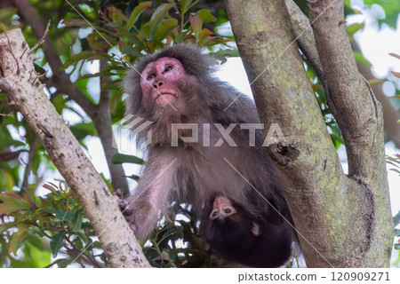 Yakuzaru親子遷徙 世界自然遺產屋久島(春季) Yakuzaru親子遷徙 世界自然遺產屋久島(春季) 120909271