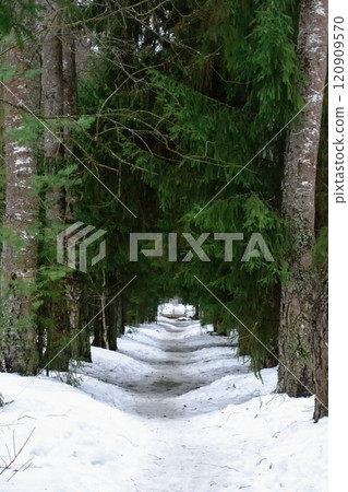 Footpath through snow covered forest 120909570