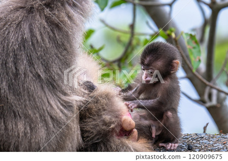 屋久島世界遺產,為黑幫小猴子梳毛(春季) 屋久島世界遺產,為黑幫小猴子梳毛(春季) 120909675