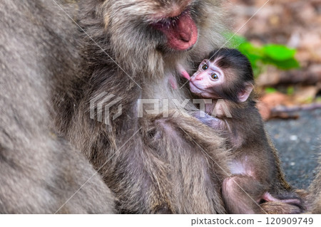 Baby Yakuza monkey nursing, Yakushima World Heritage Site (Spring) Baby Yakuza monkey nursing, Yakushima World Heritage Site (Spring) 120909749