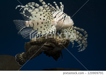 Lionfish, Onikoze, Scorpionfish, Lionfish, Swimming scorpionfish, Poisonous fish, Tiger fish, Tiger fish, Free soft rays 120909791