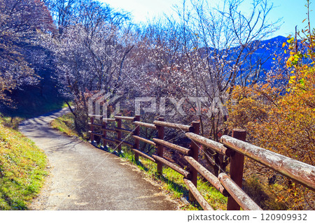 The road on the middle slope of Mt. Sakurayama The road on the middle slope of Mt. Sakurayama 120909932