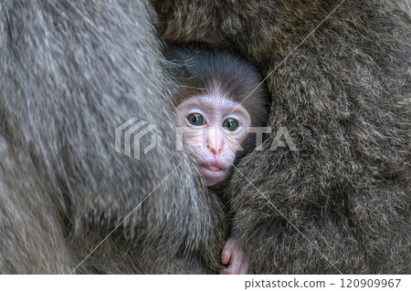 Cute baby Yakuza monkeys on Yakushima Island, a World Heritage Site (Spring) 120909967