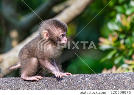 世界遺產屋久島上玩耍的黑幫猴童（春天） 120909976