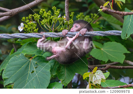 Yakuza monkey children playing on Yakushima Island, a World Natural Heritage site (spring) 120909978