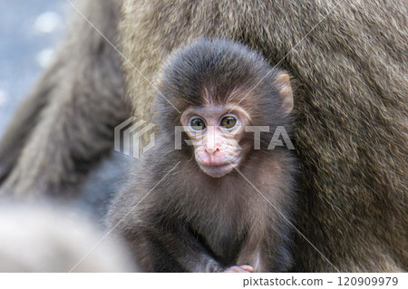 Cute baby Yakuza monkeys on Yakushima Island, a World Heritage Site (Spring) Cute baby Yakuza monkeys on Yakushima Island, a World Heritage Site (Spring) 120909979