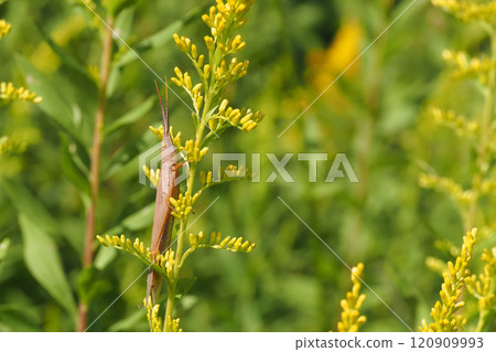 A brown grasshopper resting on a Japanese knotweed plant A brown grasshopper resting on a Japanese knotweed plant 120909993