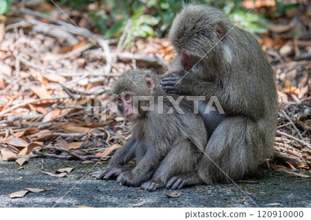 黑幫猴子梳理 世界自然遺產屋久島（春季） 120910000