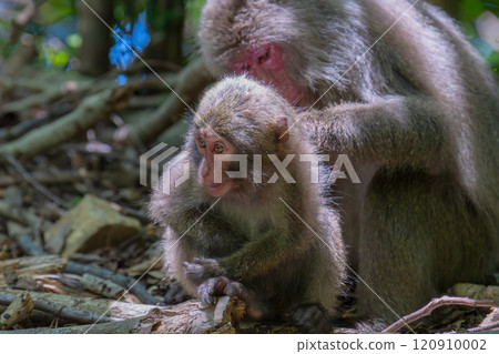 Yakushima World Heritage Site (Spring) - Parent and child macaques grooming Yakushima World Heritage Site (Spring) - Parent and child macaques grooming 120910002