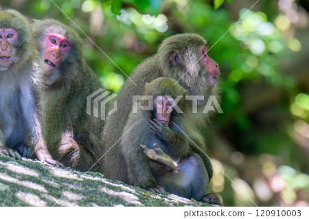 A group of Yakuza monkeys relaxing on the fur of the World Natural Heritage site of Yakushima (spring) A group of Yakuza monkeys relaxing on the fur of the World Natural Heritage site of Yakushima (spring) 120910003