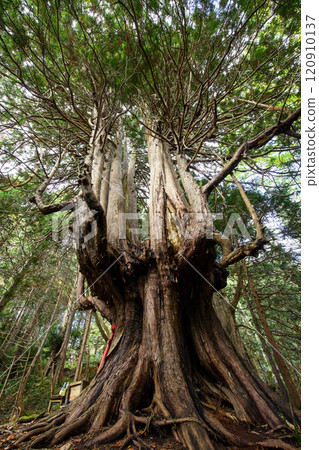 The unusual Japanese cypress tree "Twelve Yasu" Goshogawara City Aomori Prefecture The unusual Japanese cypress tree "Twelve Yasu" Goshogawara City Aomori Prefecture 120910137