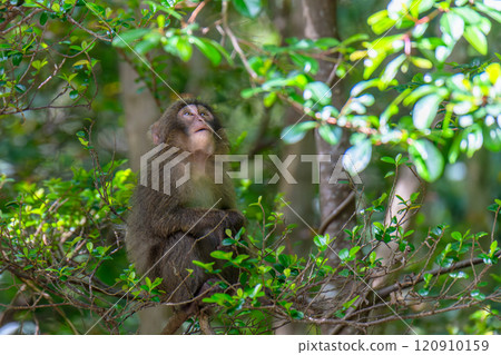 Yakuza monkeys relaxing on Yakushima Island, a World Natural Heritage Site (Spring) 120910159