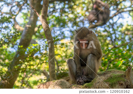 Yakuza monkeys relaxing on Yakushima Island, a World Natural Heritage Site (Spring) Yakuza monkeys relaxing on Yakushima Island, a World Natural Heritage Site (Spring) 120910162