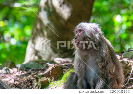 Yakuza monkeys relaxing on Yakushima Island, a World Natural Heritage Site (Spring) Yakuza monkeys relaxing on Yakushima Island, a World Natural Heritage Site (Spring) 120910163