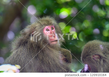 Yakuza monkeys relaxing on Yakushima Island, a World Natural Heritage Site (Spring) Yakuza monkeys relaxing on Yakushima Island, a World Natural Heritage Site (Spring) 120910164