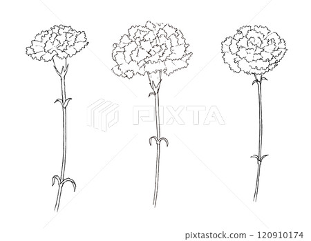 Carnation pen drawing illustration set 120910174