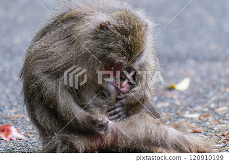 屋久島世界遺產（春）～黑幫獼猴母子哺乳 120910199