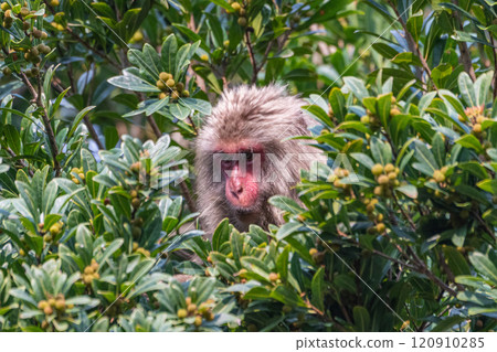 屋久島世界遺產（春季） 120910285