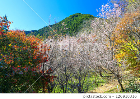 冬季櫻花和上山 120910316