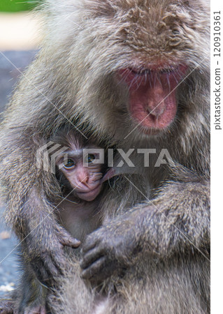 Yakushima World Heritage Site (Spring) - Yakuza macaque mother and child nursing 120910361